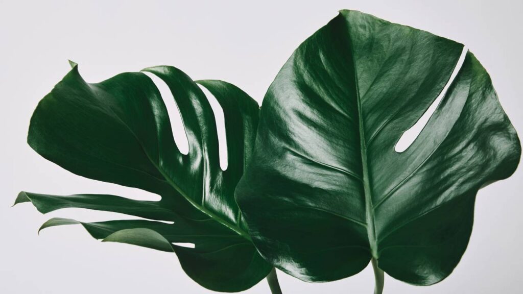 As melhores plantas para decorar o interior da casa em 2025 sem complicações