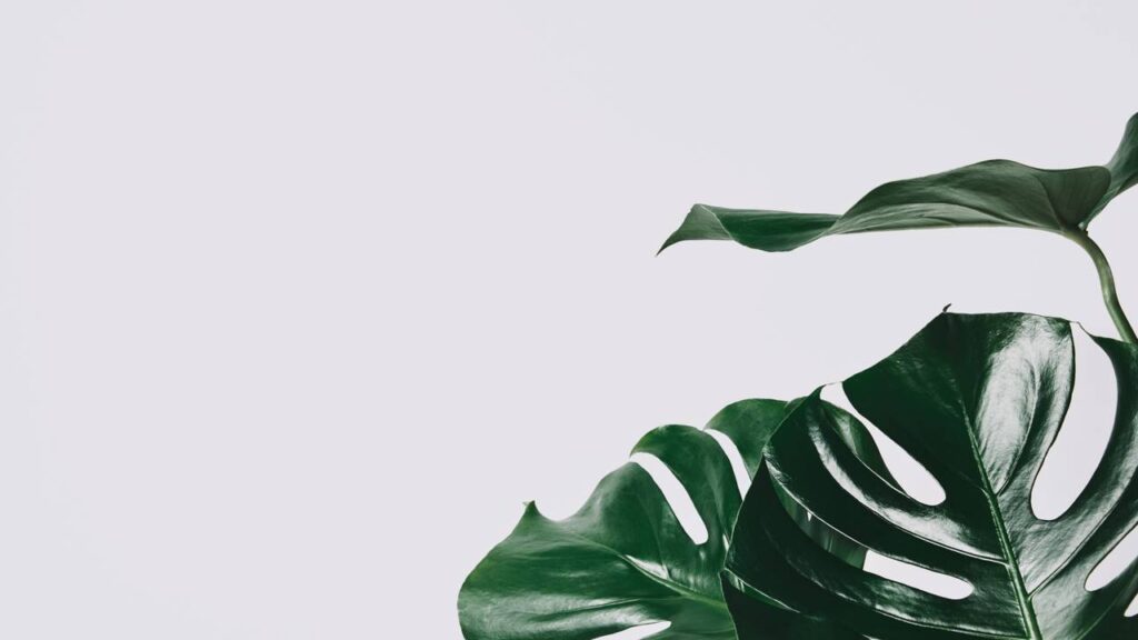 As melhores plantas para decorar o interior da casa em 2025 sem complicações