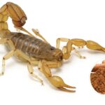 Dicas de como afastar escorpião - Créditos: depositphotos.com / EWTC - Créditos: depositphotos.com / valery121283