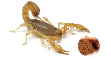 Dicas de como afastar escorpião - Créditos: depositphotos.com / EWTC - Créditos: depositphotos.com / valery121283