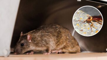 Aromas fortes das folhas confundem o olfato das pragas - Créditos: depositphotos.com / IgorVetushko / bannerwega