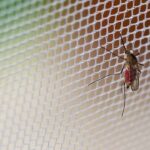 Adeus mosquitos! Você vai querer trocar o mosquiteiro antigo depois de ver esse modelo