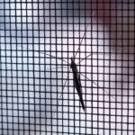 Essa solução moderna sumiu com os mosquitos da minha casa com facilidade