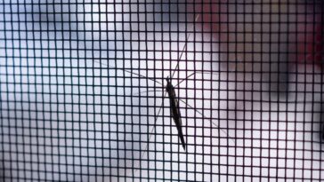 Essa solução moderna sumiu com os mosquitos da minha casa com facilidade