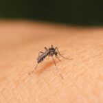 Transforme sua varanda num refúgio perfumado e livre de mosquitos