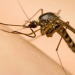 Os 3 motivos para usar citronela no seu jardim hoje