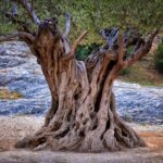 As árvores que me deram sombra fresca sem sujeira para áreas externas