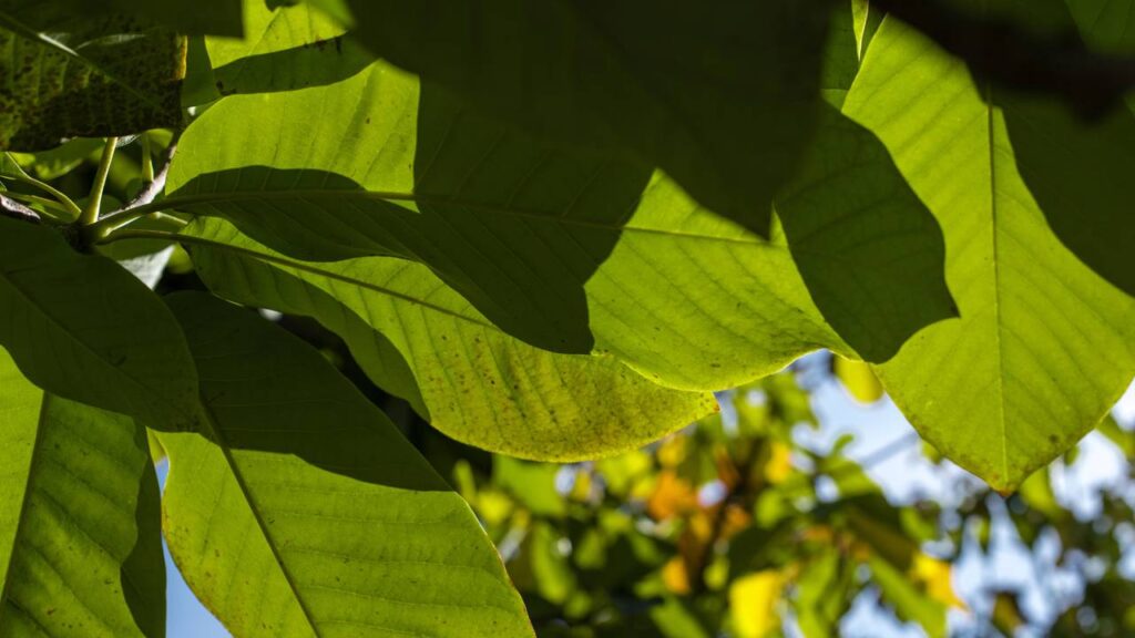 O que essas latas fizeram no meu jardim deixou os vizinhos impressionados