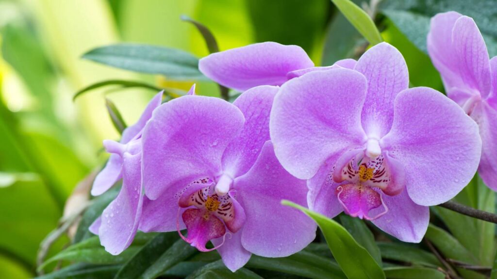 O erro na rega que está matando suas orquídeas sem você perceber