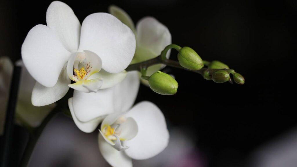 A flor que traz paz alivia o estresse e fortalece os relacionamentos segundo o Feng Shui
