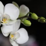 O erro na rega que está matando suas orquídeas sem você perceber