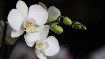 A flor que traz paz alivia o estresse e fortalece os relacionamentos segundo o Feng Shui