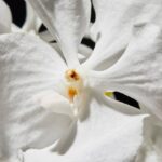 A flor que traz paz alivia o estresse e fortalece os relacionamentos segundo o Feng Shui