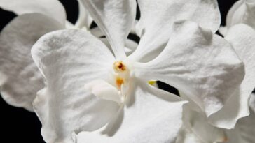 A flor que traz paz alivia o estresse e fortalece os relacionamentos segundo o Feng Shui