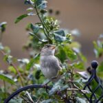 Usei isso no jardim e vi os pardais voltarem todos os dias para minha varanda