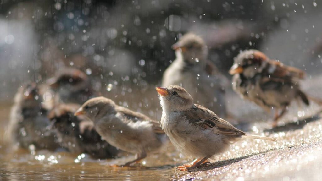 Usei isso no jardim e vi os pardais voltarem todos os dias para minha varanda