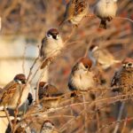 Seu jardim pode virar um refúgio para pardais se você fizer essa coisa simples
