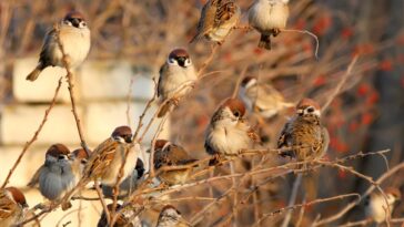 Seu jardim pode virar um refúgio para pardais se você fizer essa coisa simples