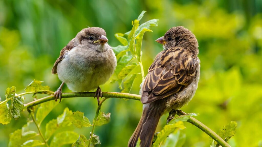 Seu jardim pode virar um refúgio para pardais se você fizer essa coisa simples