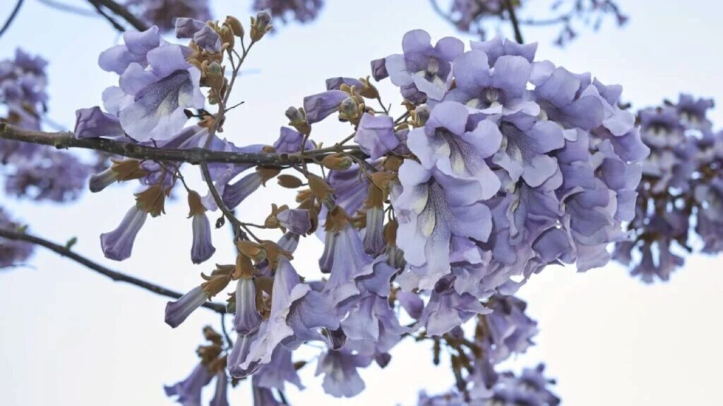 paulownia. Créditos: depositphotos.com / simonapavan