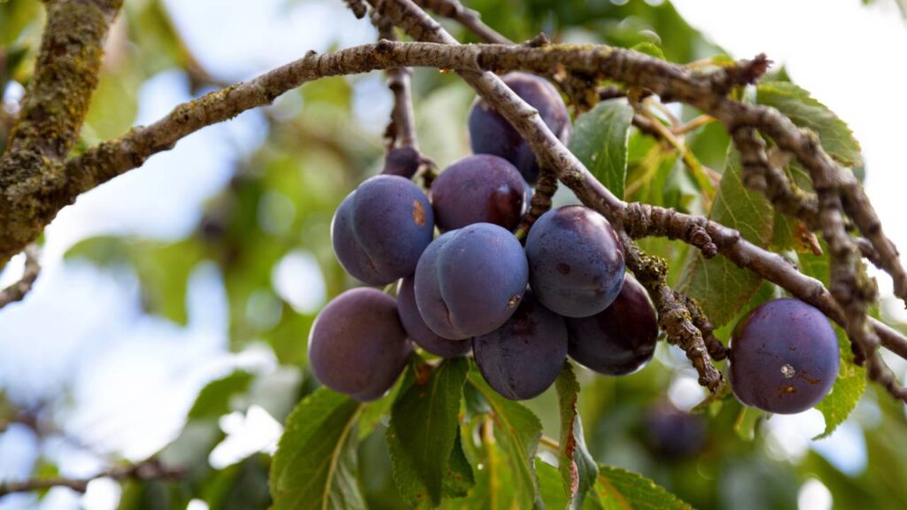 Essa árvore muda o ambiente com sombra, fruta e nenhum estrago