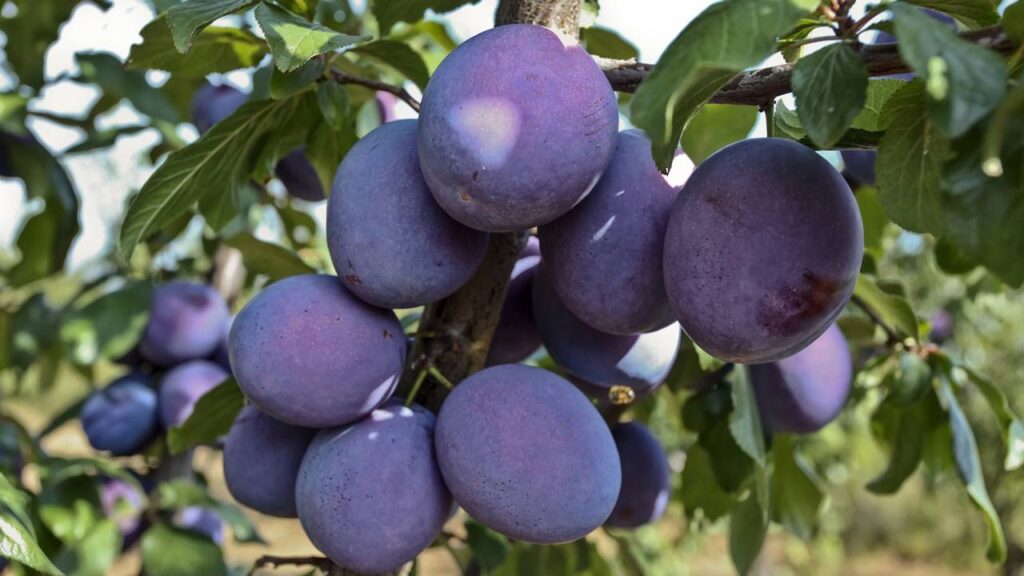 Essa árvore muda o ambiente com sombra, fruta e nenhum estrago