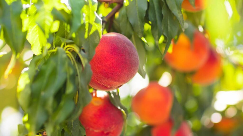 Os 5 passos simples para cultivar pessegueiro do caroço até o fruto