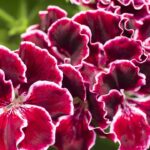 A planta que espanta mosquitos e virou comum nas varandas brasileiras