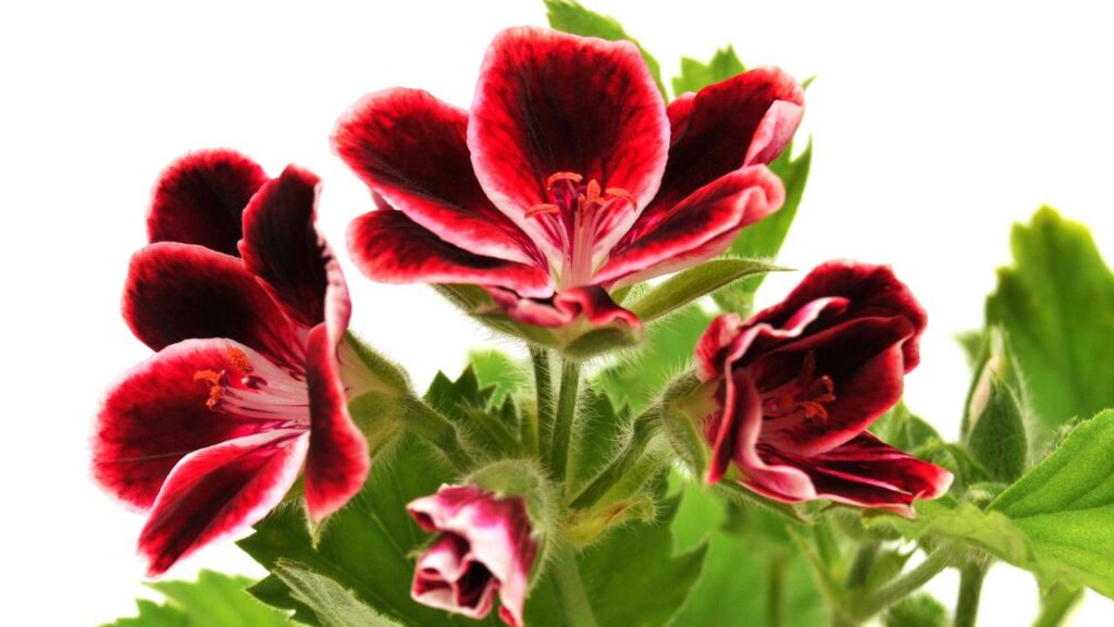 A planta que espanta mosquitos e virou comum nas varandas brasileiras