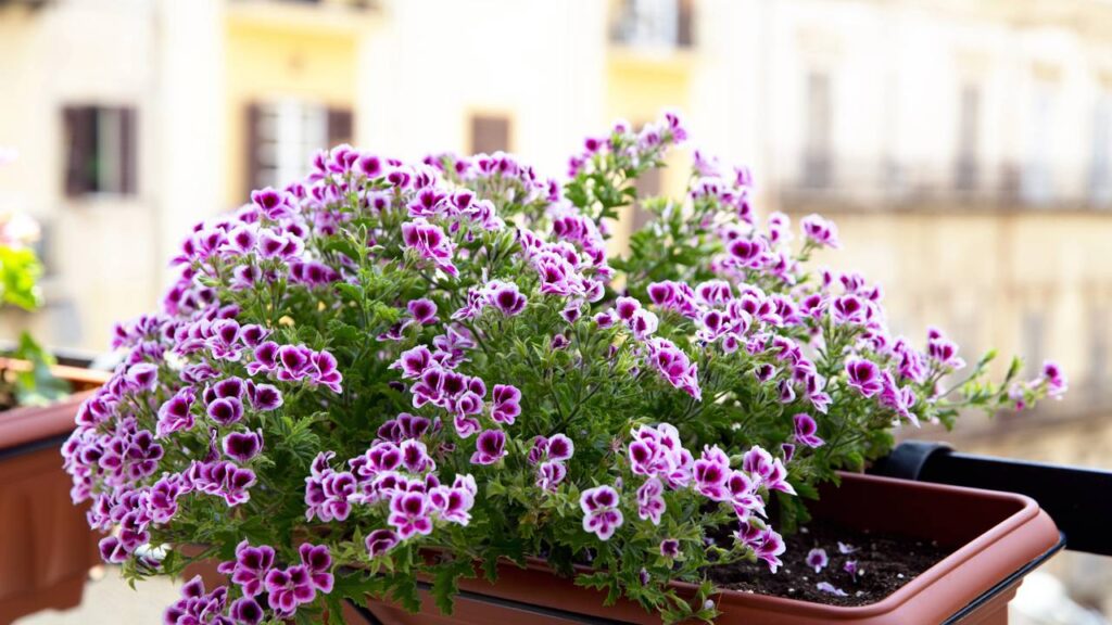 A planta que espanta mosquitos e virou comum nas varandas brasileiras