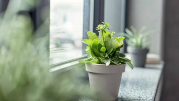 Adeus energias ruins, esses pontos estratégicos deixam sua casa mais bonita e cheia de vida