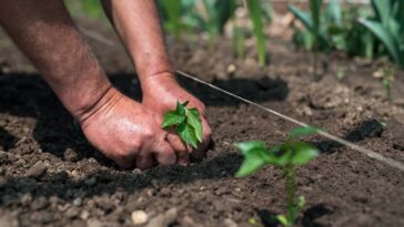 Essas 3 plantas são ideais para plantar no mês de novembro e ter muitos frutos durante o verão / Créditos: depositphotos.com / dimitrova