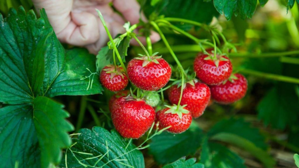 O cultivo em vasos suspensos é uma excelente alternativa para ambientes urbanos e reduz os riscos de pragas do solo / Créditos: depositphotos.com / IgorBorodin