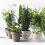 A melhor receita natural para afastar pragas do seu jardim