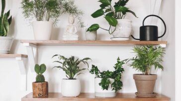 As 5 receitas caseiras que fazem suas plantas crescerem mais rápido