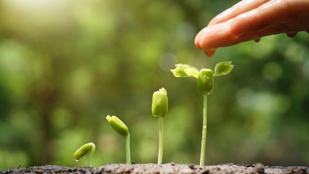 Coloquei tampinhas de garrafa no pé das plantas e o resultado me surpreendeu