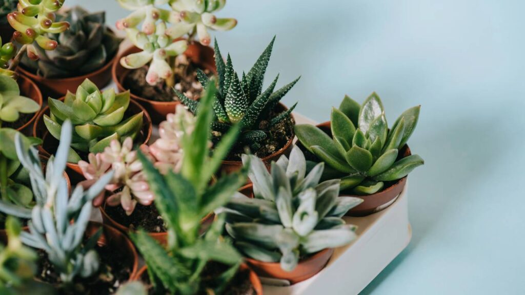 O segredo sustentável que virou tendência nos jardins urbanos