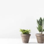 3 formas criativas de usar tampas de garrafa para afastar pragas das plantas