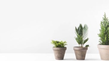 3 formas criativas de usar tampas de garrafa para afastar pragas das plantas