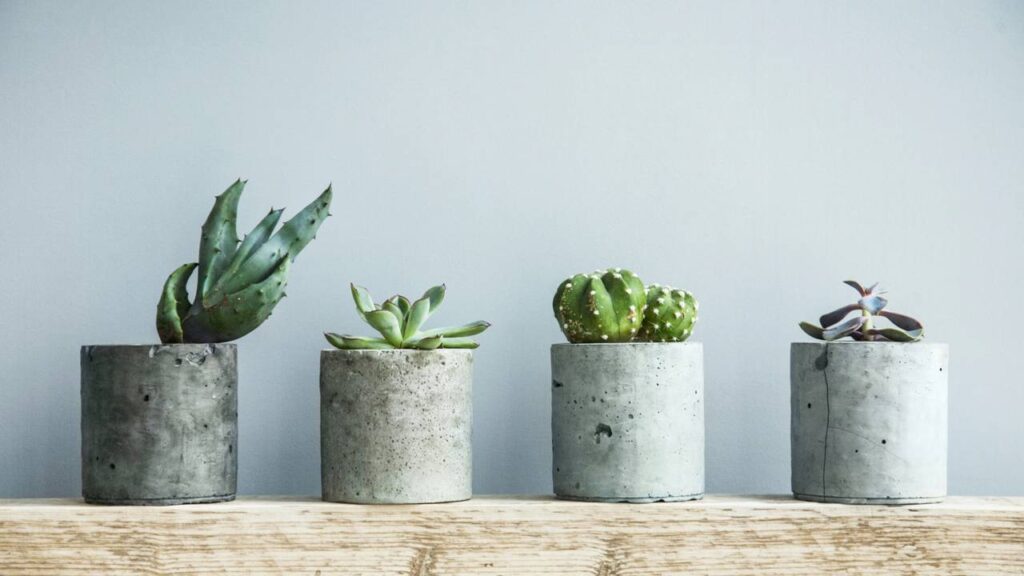 3 formas criativas de usar tampas de garrafa para afastar pragas das plantas