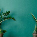 Quem ama plantas vai se surpreender com esse truque contra pragas