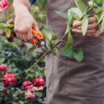A dica mais valiosa para manter seu jardim forte e florido o ano inteiro