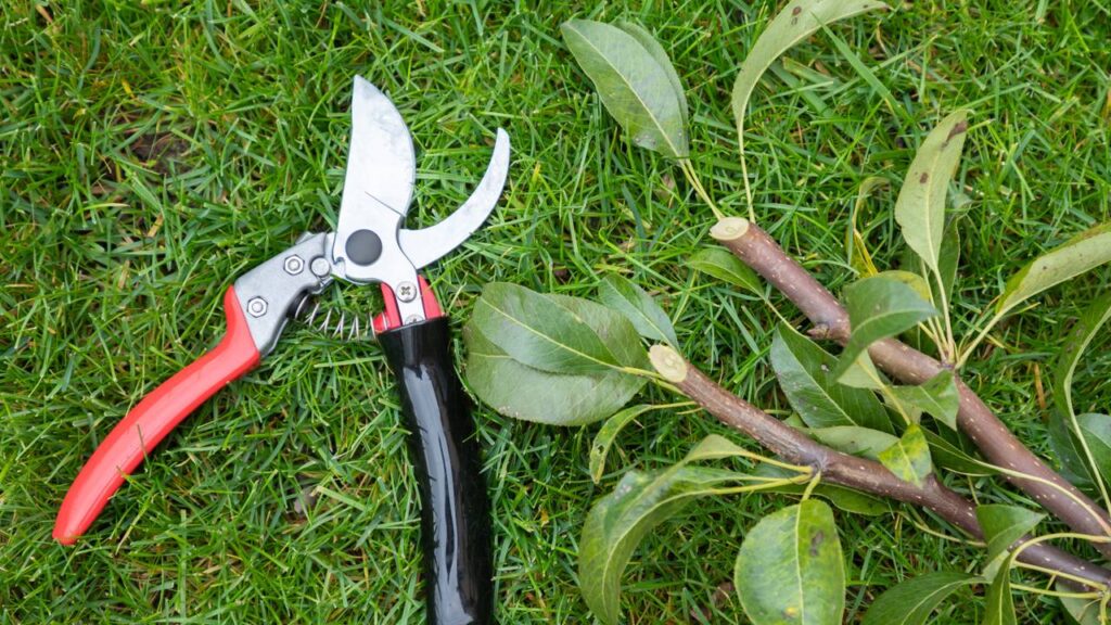 A dica mais valiosa para manter seu jardim forte e florido o ano inteiro