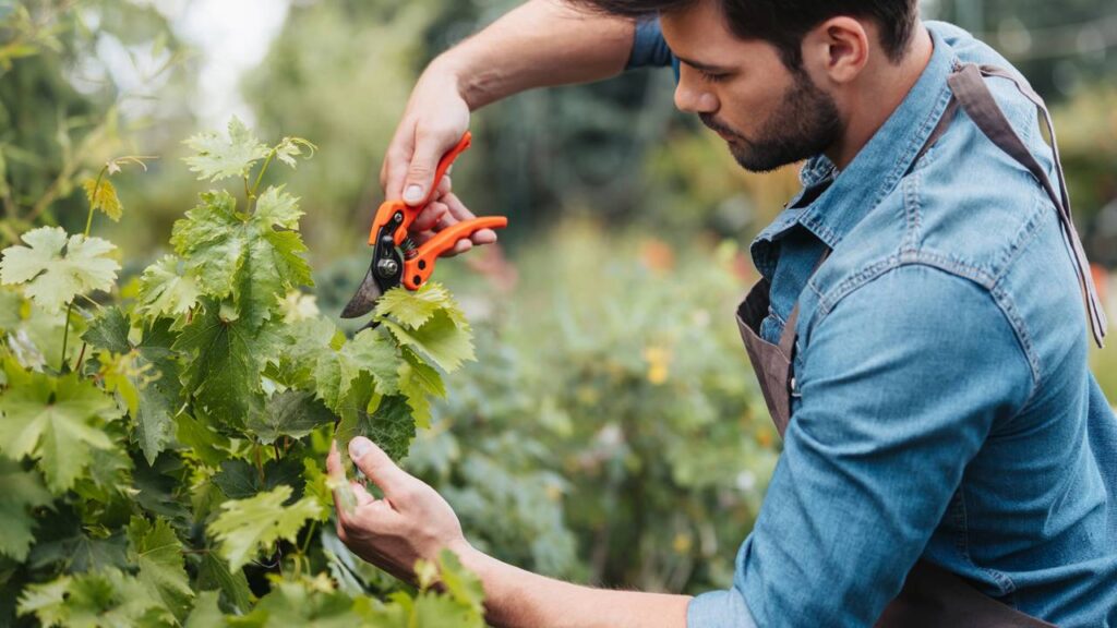 A dica mais valiosa para manter seu jardim forte e florido o ano inteiro