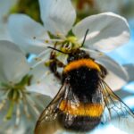 Essa prática simples está virando tendência entre quem cuida de jardim em casa
