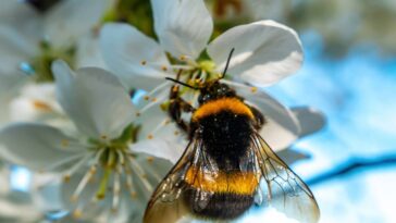 Essa prática simples está virando tendência entre quem cuida de jardim em casa