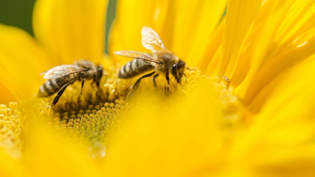 Essa prática simples está virando tendência entre quem cuida de jardim em casa