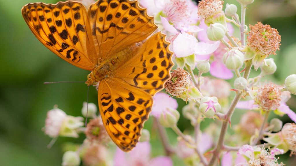 Essa prática simples está virando tendência entre quem cuida de jardim em casa