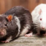 O melhor truque natural com limão para afastar ratos de casa