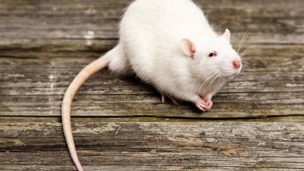 O melhor truque natural com limão para afastar ratos de casa